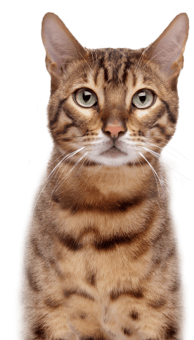 /images/sobre/cat.png
