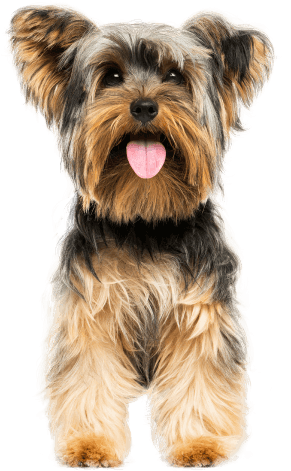 /images/sobre/dog.png